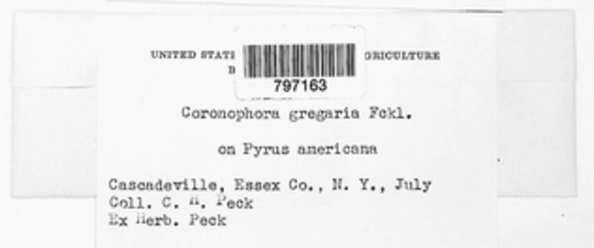 Coronophora image